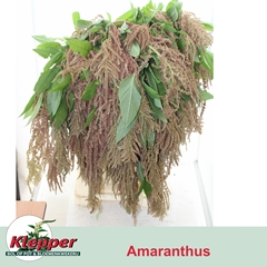 Amaranthus Caudatus Coral Fountain 90cm
