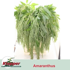 Amaranthus Caudatus Viridis 90cm