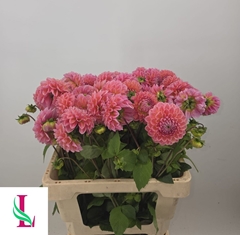 Dahlia Linda's Baby 55cm
