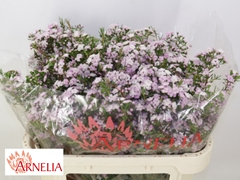 Chamelaucium Dancing Queen 70cm 90gr.