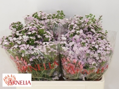 Chamelaucium Dancing Queen 55cm 25gr.
