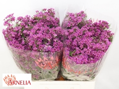 Chamelaucium Free Spirit 60cm 45gr.