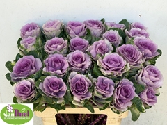 Brassica Rose Crane 60cm