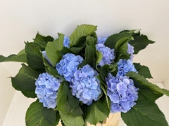 Hydrangea Verena Blue 50cm 16-18cm Hd