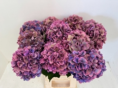 Hydrangea Dazzling Dazzle Classic 60cm 21-23cm Hd