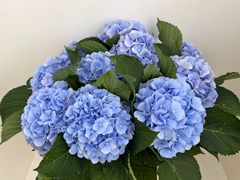 Hydrangea Verena Blue 80cm 20-22cm Hd