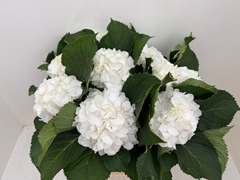 Hydrangea White Verena 60cm 19-21cm Hd