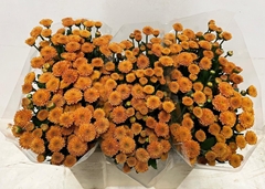 Chrysanth Santini Pluto 55cm 24gr.