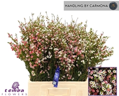 Chamelaucium My Sweet Sixteen 60cm 50gr.