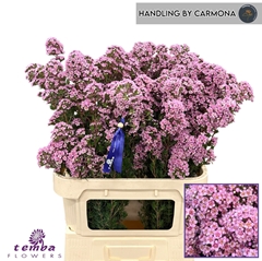 Chamelaucium Paddy's Pink 80cm 60gr.