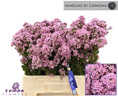 Chamelaucium Paddy's Pink 60cm 30gr.