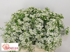 Chamelaucium Ofir 40cm 15gr.