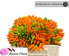 Capsicum Orange Fire 35cm