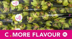 Cymbidium Melissa 60cm