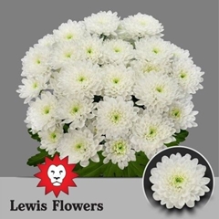 Chrysanth Spray Altaj 70cm 105gr.