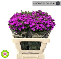 Dianthus Barb Neon Purple 55cm