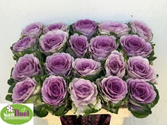 Brassica Rose Crane 60cm