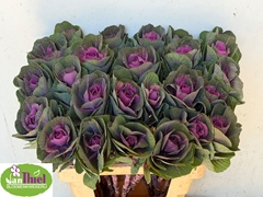 Brassica Red Crane 60cm