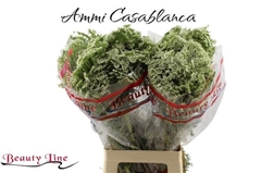 Ammi Visnaga Casablanca 75cm