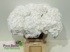 Hydrangea Royal Highness 60cm 18-20cm Hd