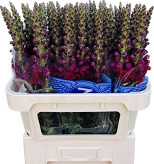 Antirrhinum Opus Red 75cm