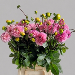 Dahlia Wizard Of Oz 55cm