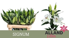 Lily Oriental Signum 70cm 2+