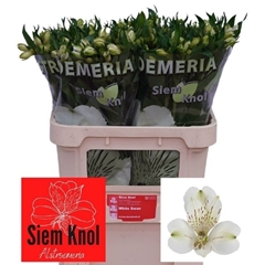 Alstroemeria White Swan 75cm 70gr.