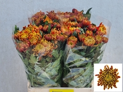 Chrysanth Single Fuego 65cm 50gr.