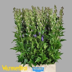 Aconitum Carmichaelii Arendsii 100cm