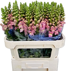Antirrhinum Opus Pink 75cm