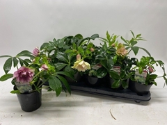 Helleborus Orientalis 12Ø 24cm