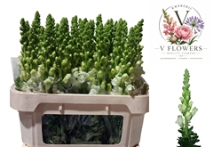 Antirrhinum Opus Fresh White 75cm