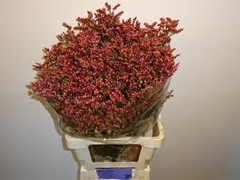 Limonium Sinense Scarlet Diamond 70cm 35gr.