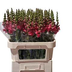 Antirrhinum Potomac Rose 75cm