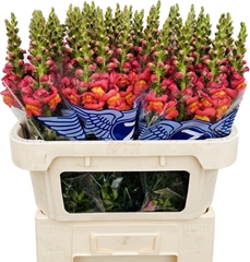 Antirrhinum Potomac Dark Orange 75cm