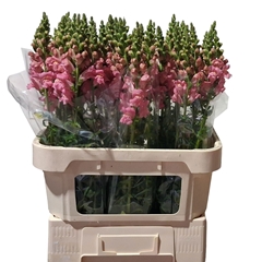 Antirrhinum Potomac Pink 75cm