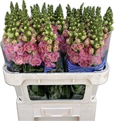 Antirrhinum Holly Double Pink 75cm