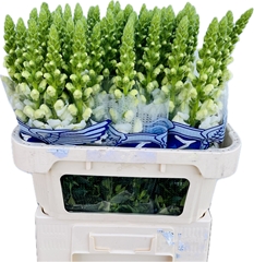 Antirrhinum Potomac Early White 75cm