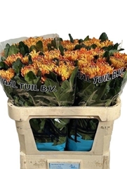 Chrysanth Single Astro 75cm 120gr.