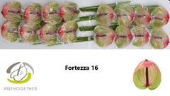 Anthurium Fortezza 11cm Hd