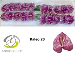 Anthurium Kaleo 9cm Hd