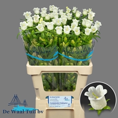 Campanula Champion White 70cm