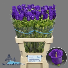 Campanula Champion Blue 70cm