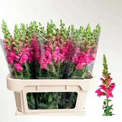 Antirrhinum Potomac Cherry Pink 75cm