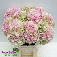 Hydrangea Verena Classic 60cm 15-17cm Hd