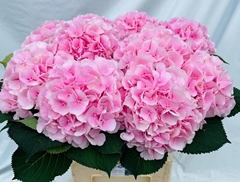 Hydrangea Verena 65cm 17-19cm Hd