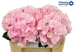 Hydrangea Verena 50cm 15-17cm Hd