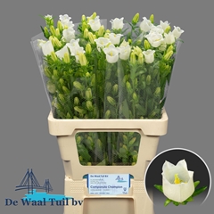 Campanula Champion White 65cm