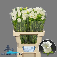 Campanula Champion White 60cm